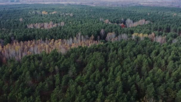 Змішаний осінній вид на ліс, частина дерев без листя і частина все ще зелена — стокове відео