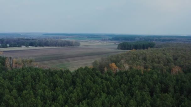 Сільськогосподарське поле, оточене хвойними листяними лісами в осінній день — стокове відео
