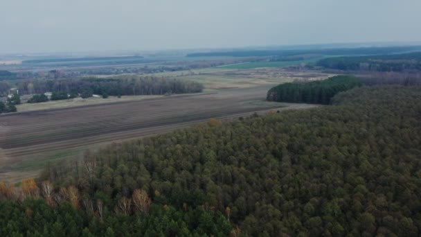 Сільськогосподарське поле, оточене хвойними листяними лісами в осінній день — стокове відео