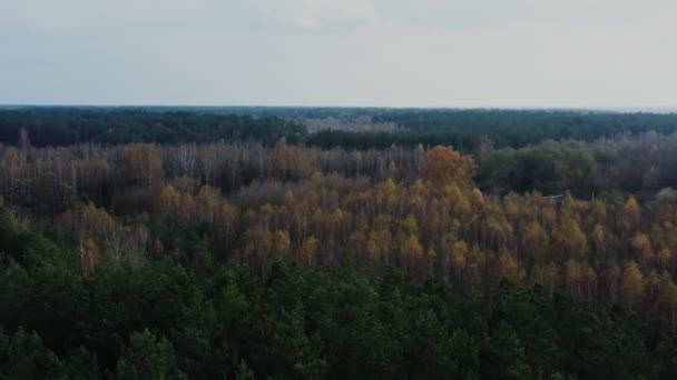 Змішаний осінній вид на ліс, частина дерев без листя і частина все ще зелена — стокове відео