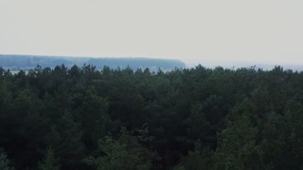 Draufsicht auf einen dichten Fichtenwald, Videoaufnahmen von einer Drohne an einem Sommertag — Stockvideo