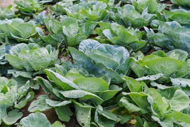 Bahçesinde yaprakları olan büyük bir lahana tarlası.