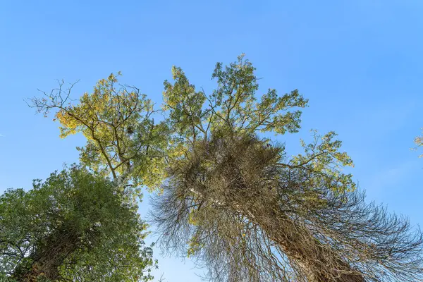 Großer Blauer Himmel Und Bäume Frische Grüne Jahreszeit — Stockfoto