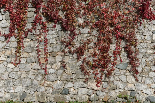 Grande Castello Vecchio Muro Difesa Esterno Sacco Edera Rossa Esso — Foto Stock