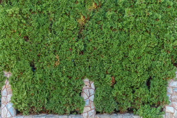 Una Pared Cubierta Árbol Verde Fondo Con Seto —  Fotos de Stock