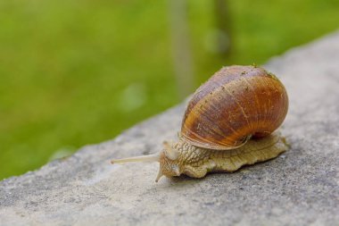 Büyük kabuklu salyangoz yolda sürünüyor, yeşil çimenli yaz günü