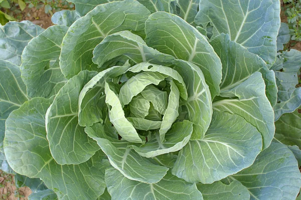 ガーデナのキャベツの緑の頭野菜 — ストック写真