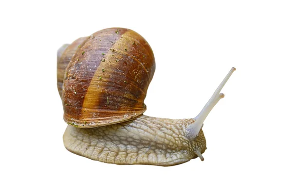 Big Slug Snail Shell Garden Isolated White Background — Stock Photo, Image