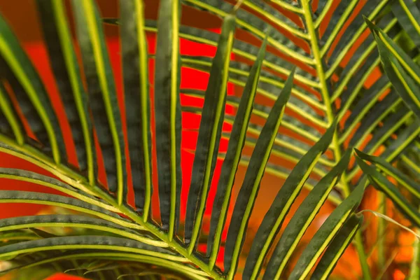红色背景的大塑料棕榈树 — 图库照片