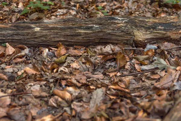 Grote Oude Stam Het Bos Grond Een Platteland — Stockfoto