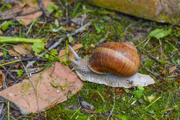 Caracol Grande Concha Rastejando Jardim Lado País — Fotografia de Stock