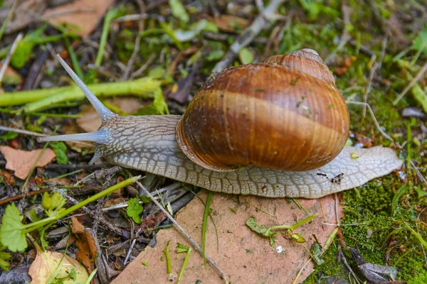 Grande Caracol Concha Rastejando Jardim — Fotografia de Stock