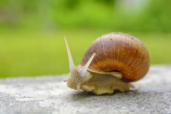 Big Snail Shell Crawling Road Animal Macro Shot Green — Stock Photo, Image