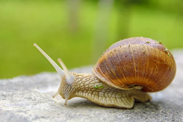 Big Snail Shell Crawling Road Animal Macro Shot — Stock Photo, Image