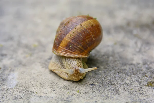 Caracol Grande Concha Rastejando Estrada Dia Verão — Fotografia de Stock