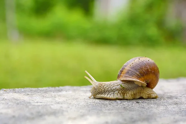 Big Snail Shell Crawling Road Summer Day Garden — Stock Photo, Image