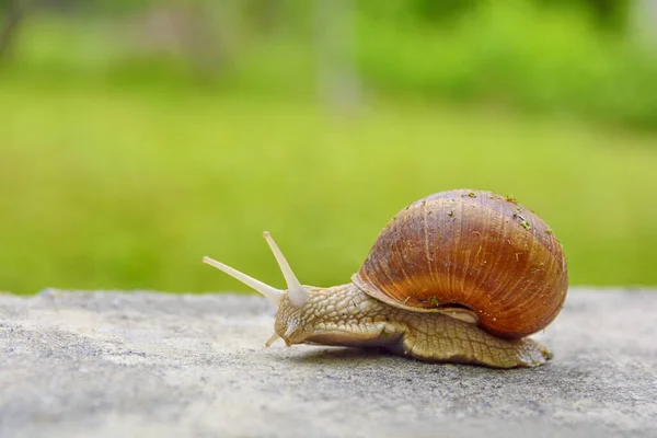 Big Snail Shell Crawling Road Summer Day Green Green Grass — Stock Photo, Image