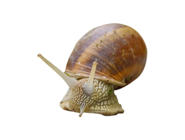 Big Snail Shell Isolated White Background — Stock Photo, Image
