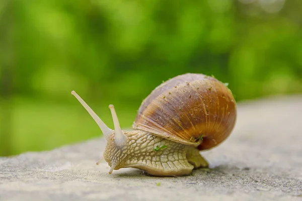 Big Snail Shell Crawling Road Summer Day Bokeh Background — Stock Photo, Image