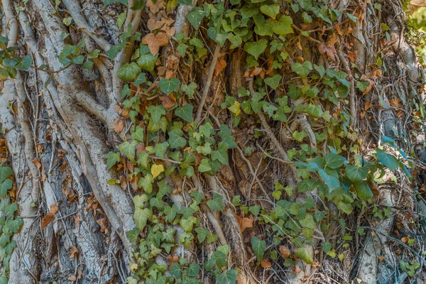 Árbol Grande Cubierto Arbusto Hiedra Verde —  Fotos de Stock