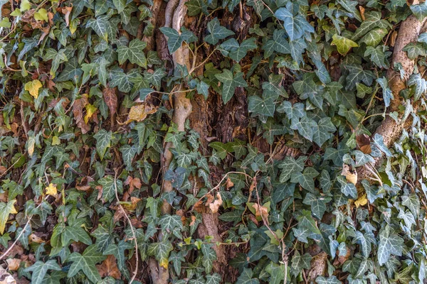 Árbol Grande Cubierto Con Mucho Arbusto Hiedra Verde —  Fotos de Stock