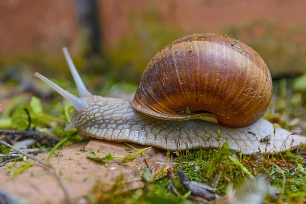 Big Wild Snail Shell Crawling Garden Sunny Day — Stock Photo, Image