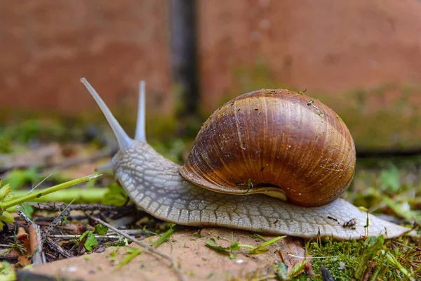 Big Wild Snail Shell Crawling Garden Sunny Day Close — Stock Photo, Image
