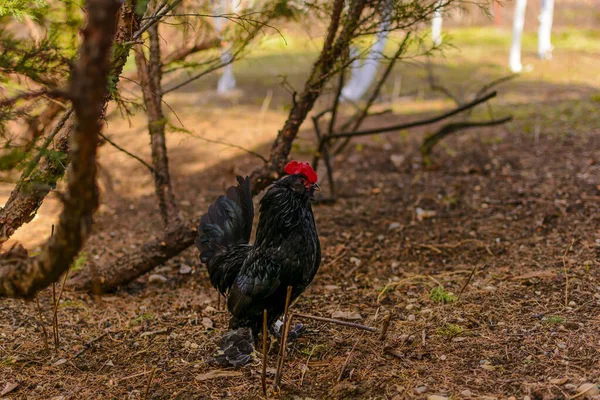Poulet Coq Noir Dans Une Ferme Avicole Domestique — Photo