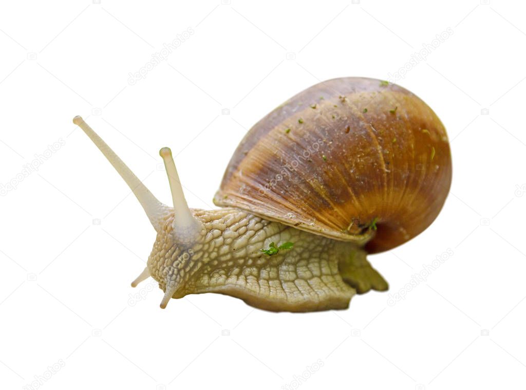 Big snail in shell from the garden isolated on white background