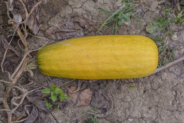 Çiftçi tarlasında taze taze taze sarı balkabakları topluyor.
