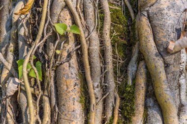 Ormanda sarmaşıkla kaplı büyük bir ağacın arka planını kapat. 