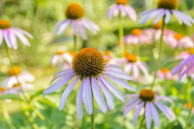 Parlak bir yaz gününde, papatya moruna yakın