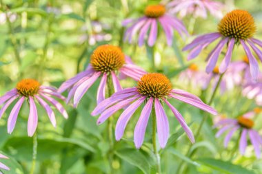 Aydınlık bir yaz gününde Daisy mor