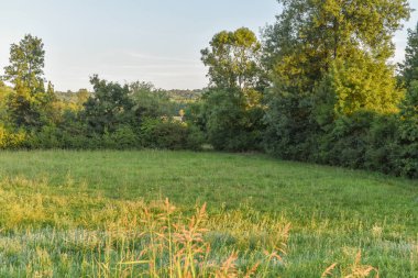 Orman zeminli yeşil alanlar