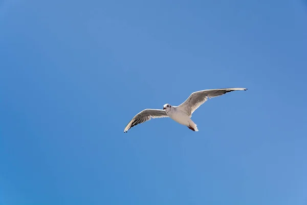 Flying Grote Meeuw Blauwe Schone Lucht Achtergrond — Stockfoto