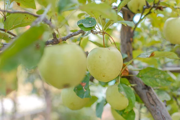 Fresh Young Green Apple Branch Ready Harvested Outdoors — Stock Photo, Image