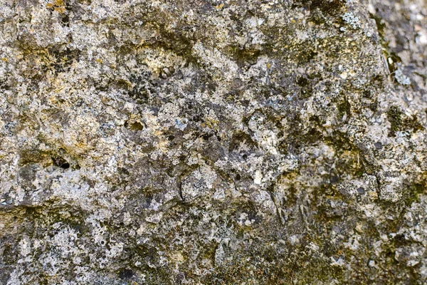 Cement Old Wall Moss — Stock Photo, Image