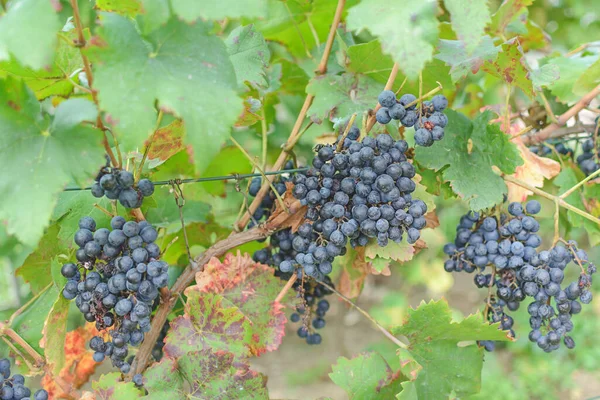 Gekleurde Verse Witte Druiventeelt Oogst Het Platteland Veld — Stockfoto