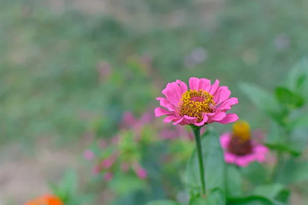 Cosmos Flor Cosmos Bipinnatus Com Fundo Borrado — Fotografia de Stock