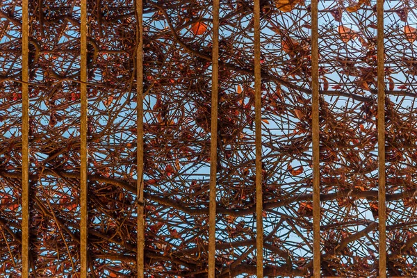 Ξηρά Οροφή Κλαδί Κισσός Κόκκινα Φύλλα Και Μπλε Ουρανό — Φωτογραφία Αρχείου
