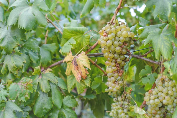 Récolte Des Vignes Dans Les Champs Ruraux — Photo