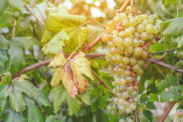 Récolte Raisin Dans Les Champs Ruraux Avec Soleil Brûlant — Photo