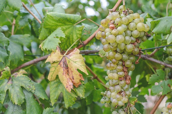 Збирання Винограду Сільській Місцевості — стокове фото