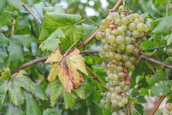 Récolte Raisin Dans Les Champs Ruraux — Photo