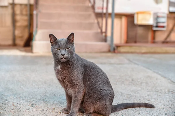 Gray Russian Blue Cat Closed Eyes House Yard — Stock Photo, Image
