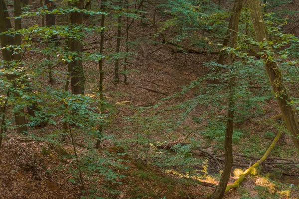 Zelený Les Venkovní Venkově Krajiny — Stock fotografie