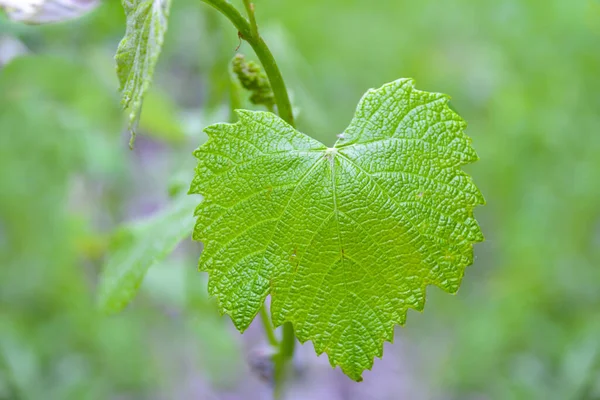 Folha Uva Verde Jardim Imagem — Fotografia de Stock