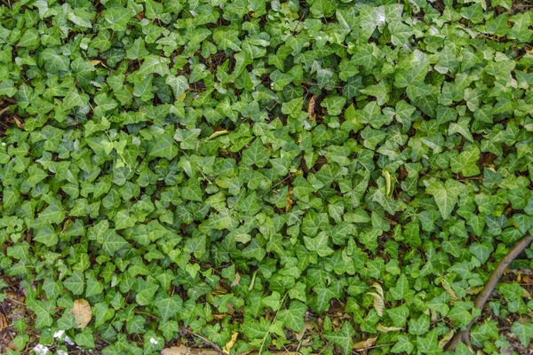 Grön Murgröna Häcksax Stor Staket Vägg — Stockfoto
