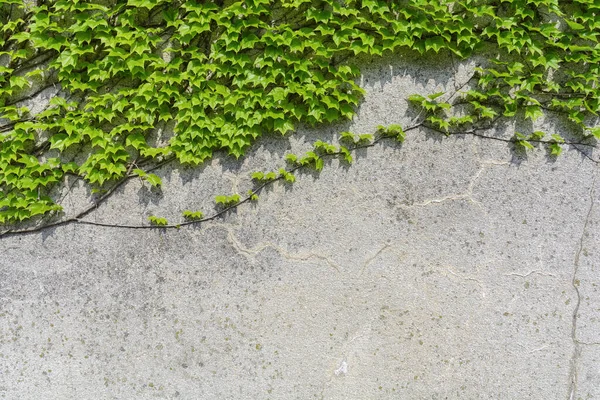 庭のセメント壁の緑のツタパターンクリーパー — ストック写真