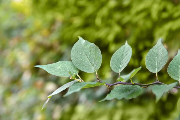 Πράσινα Φύλλα Κίτρινο Bokeh — Φωτογραφία Αρχείου